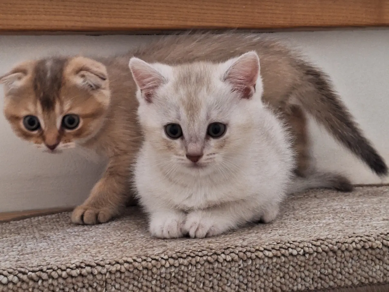 Billede 13 - British shorthair