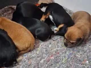 Langhåret Dværg Gravhunde Blandingshvalpe - 2