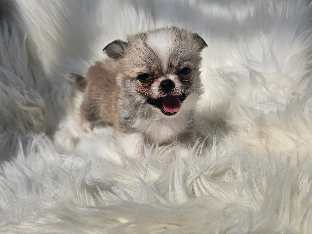 Billede 1 - Lille chihuahua drenge