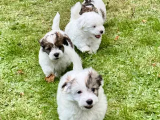 Coton de tulear/havaton blanding - 3
