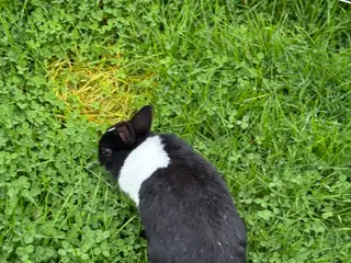 🐰 Sød hollænderkanin søger nyt hjem! 