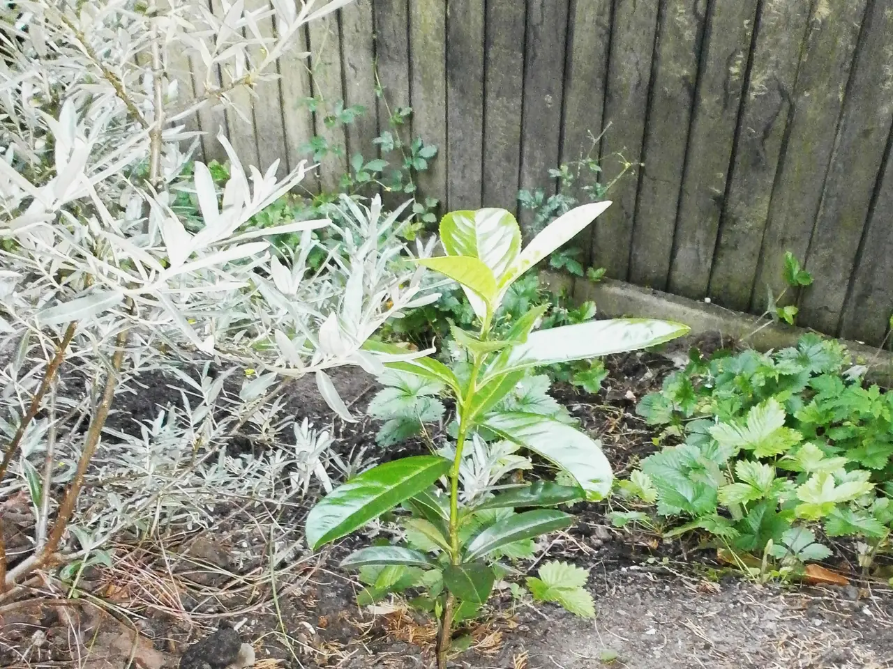 Billede 2 - Flere Laurbær Planter 70-80 cm