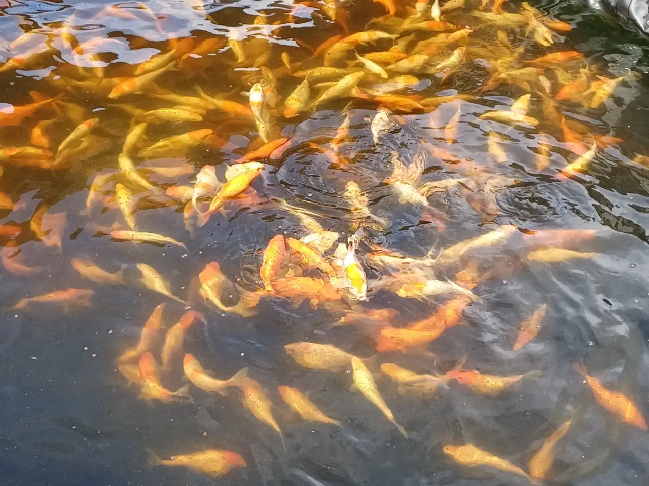 Billede 1 - Koi 20-24 cm