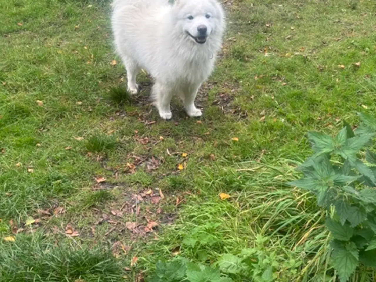 Billede 3 - Samoyed hanhund tilbydes til parring