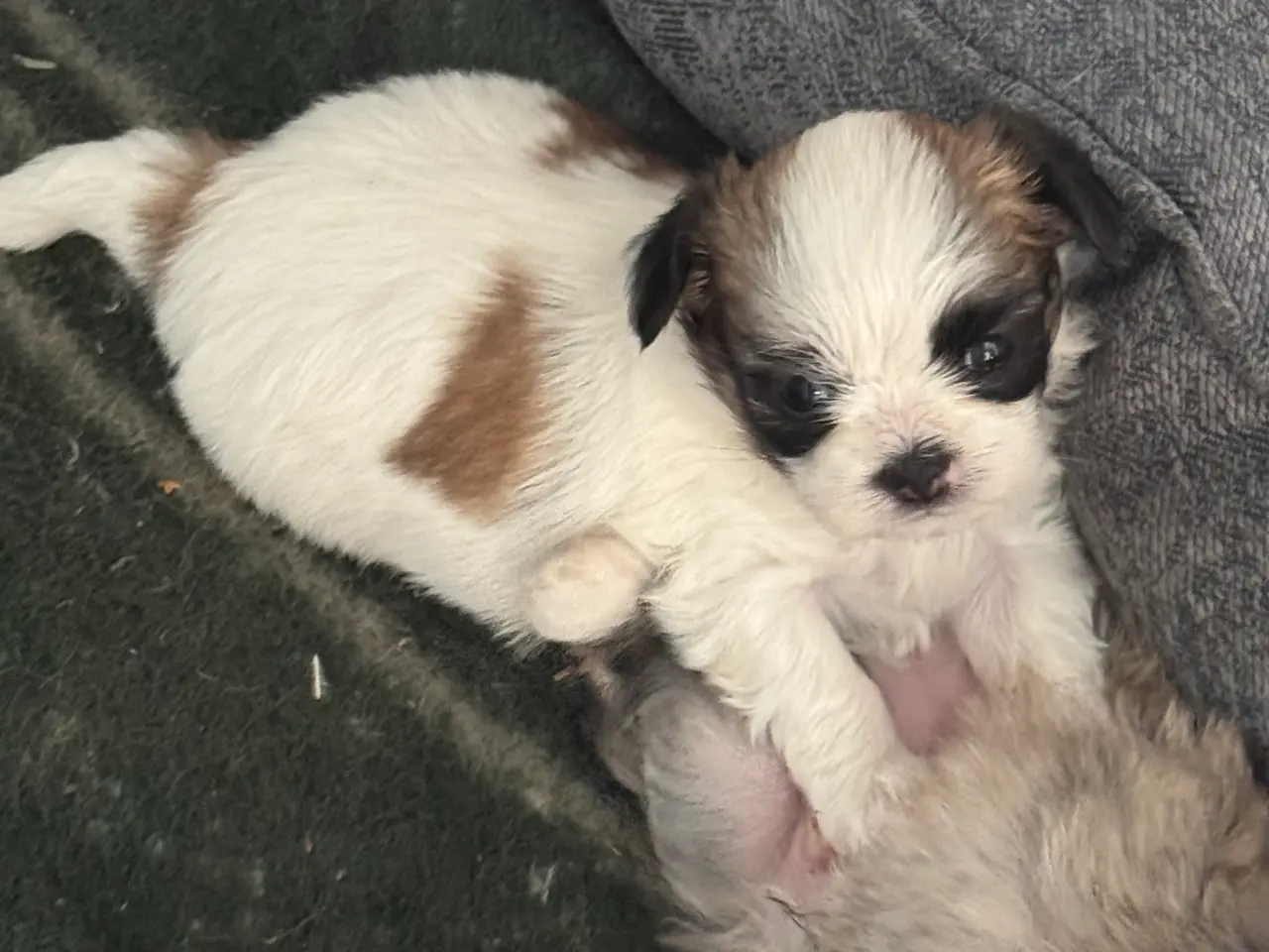 Billede 3 - Lhasa apso/Pekingeser blanding hvalpe