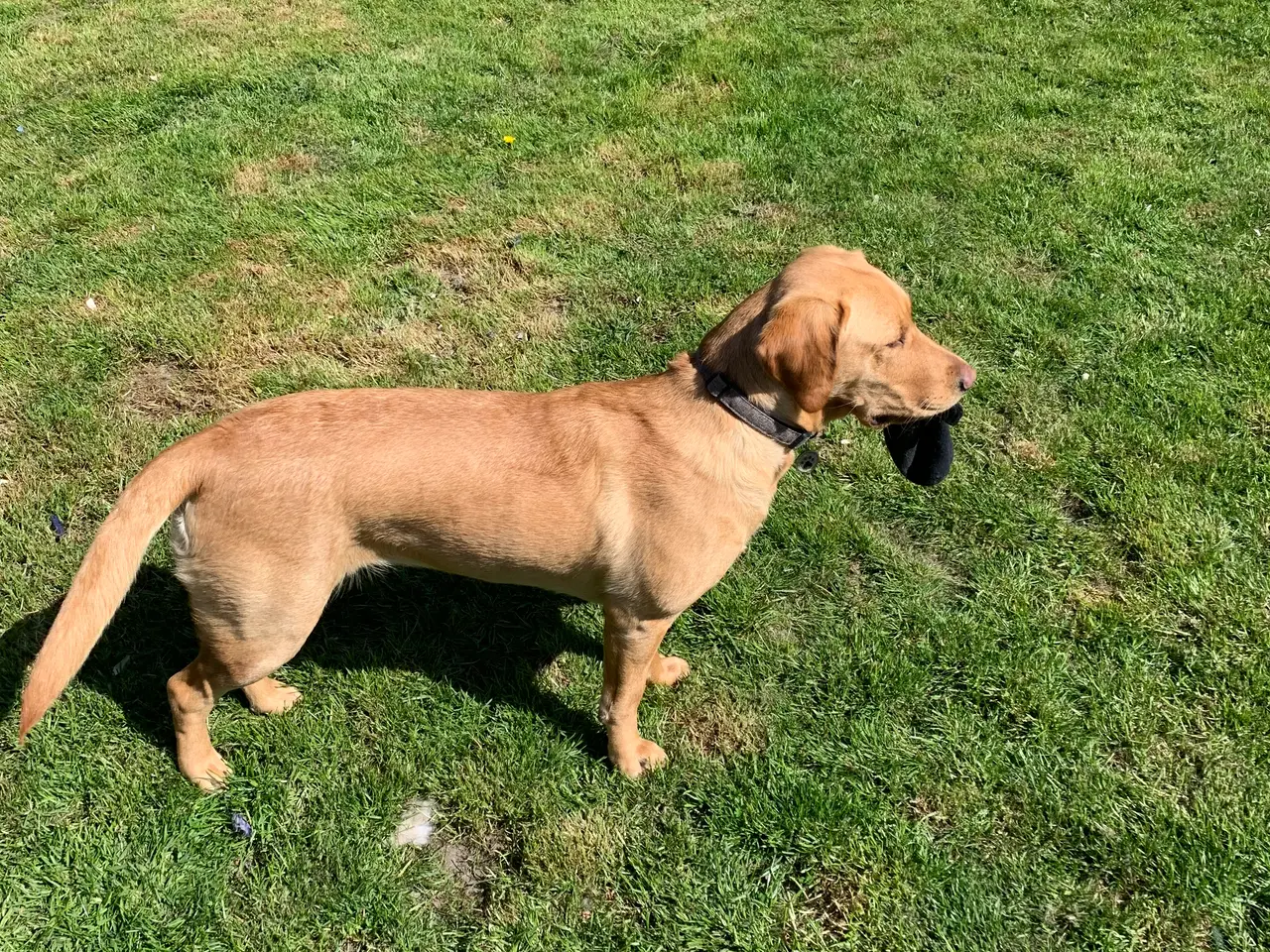 Billede 18 - Labrador/berner sennen blanding