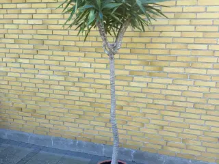 Yucca palmer