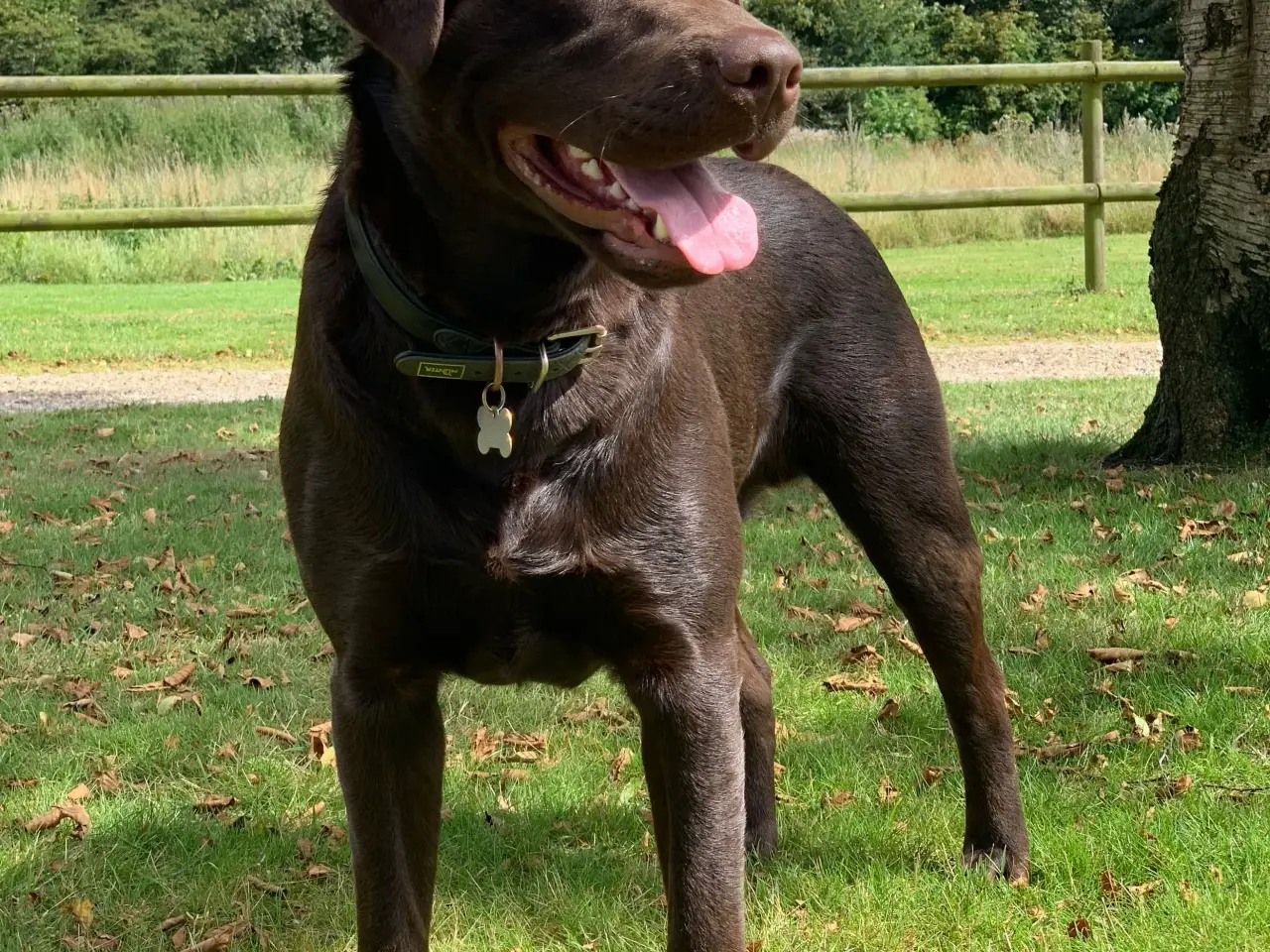 Billede 1 - Brun labrador