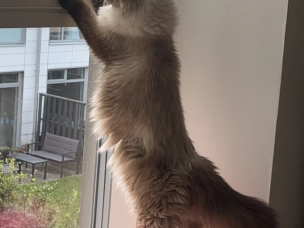 Billede 5 - Ragdoll uden stamtavle - Hunkat