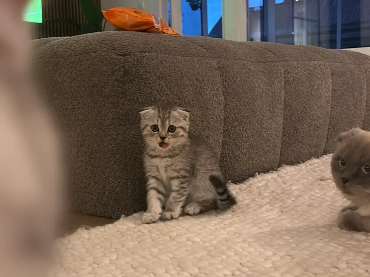 Billede 1 - British short hair& Scottish fold long hair silver