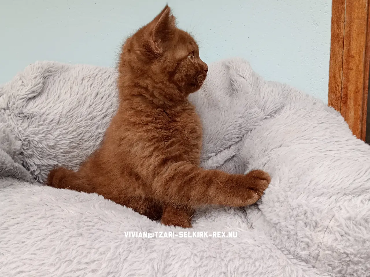 Billede 3 - Selkirk rex dreng søger nyt hjem