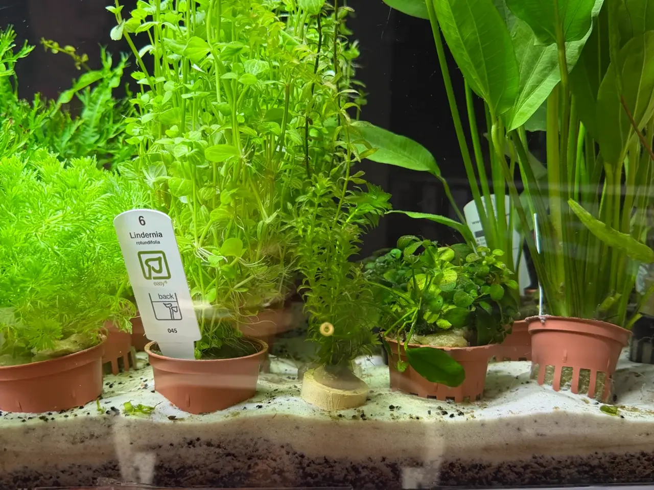 Billede 2 - Super flotte akvarieplanter fra 10kr.