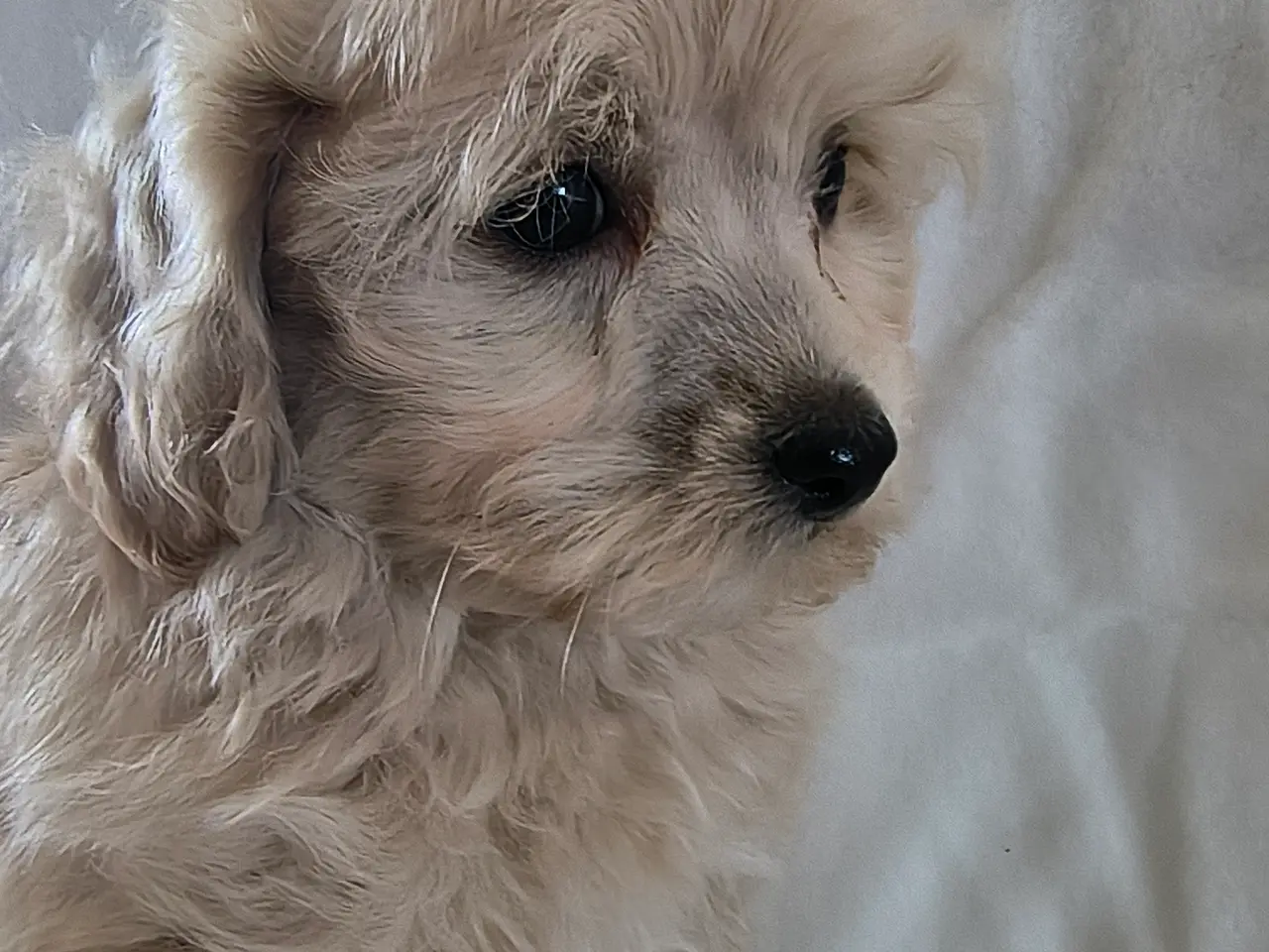 Billede 9 - Maltipoo hvalpe