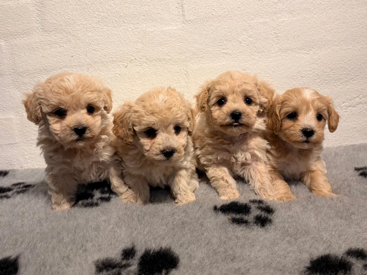 Billede 7 - Se smukkeste små mini Maltipoo babyer 