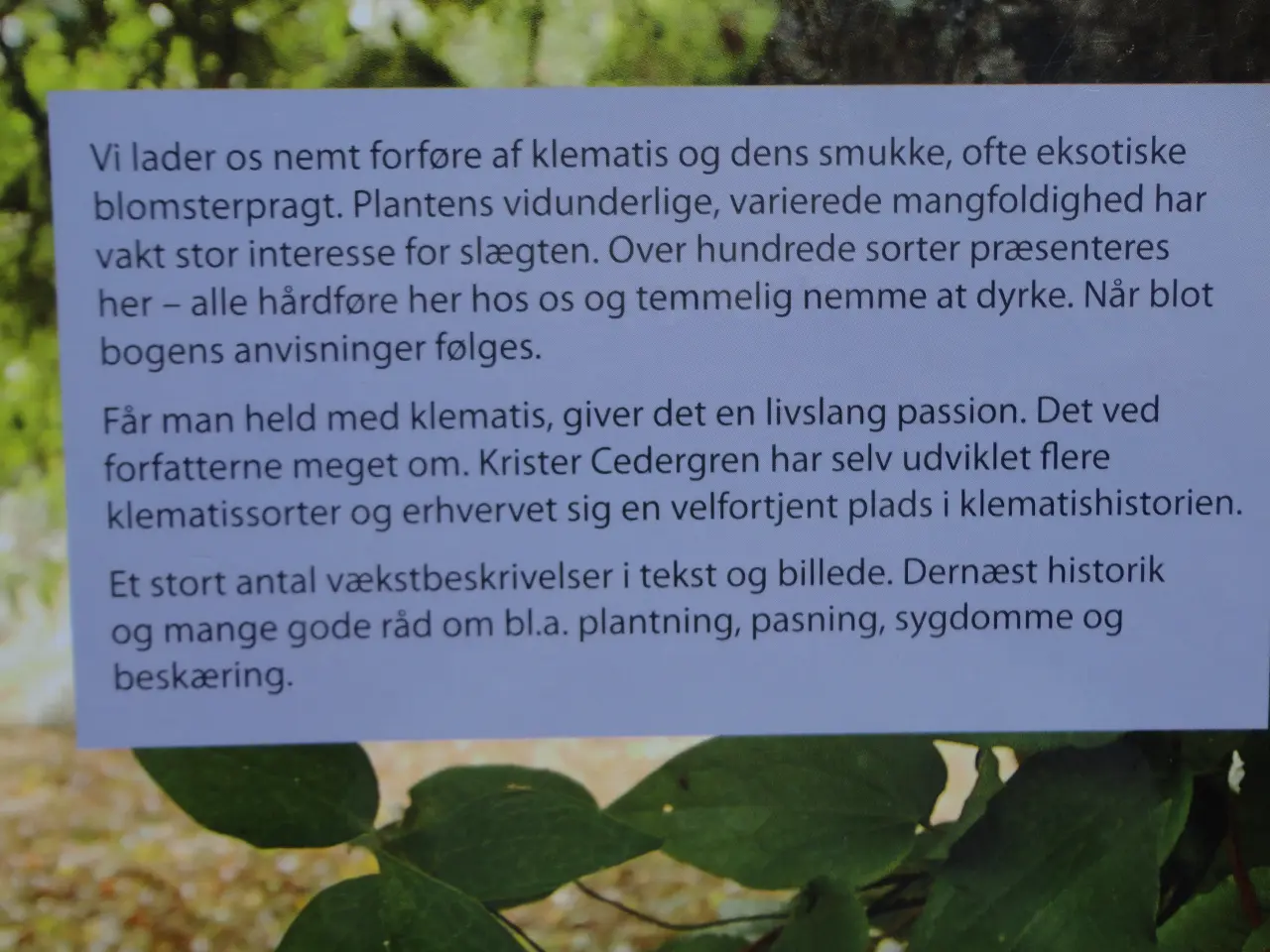Billede 7 - Clematis - Klematis :