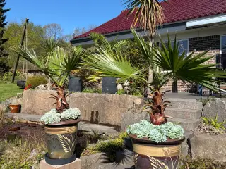 Store, flotte Mexicanske viftepalmer