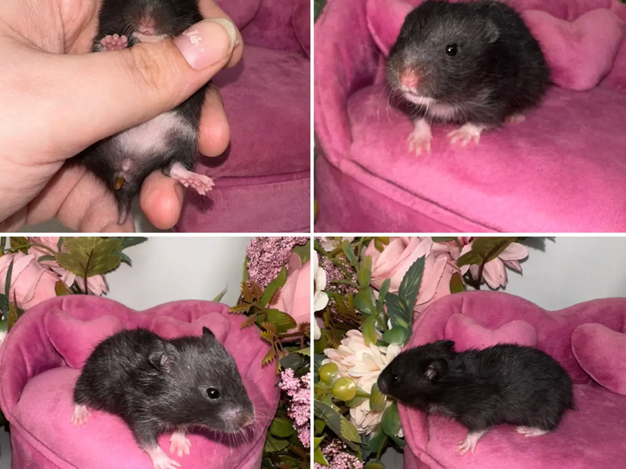Billede 4 - Guldhamster unger