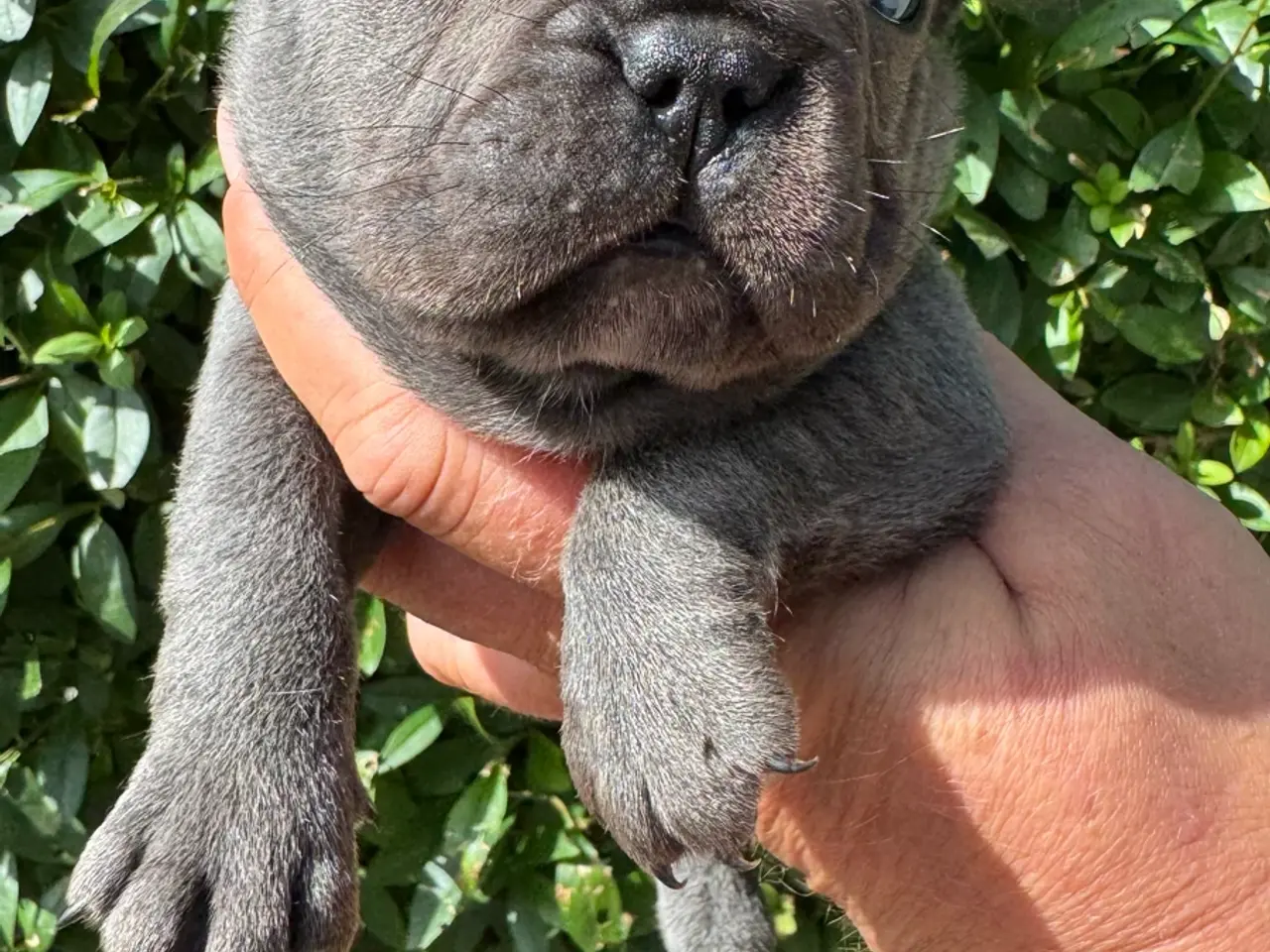 Billede 1 - Franske bulldog hvalpe 2 drenge tilbage