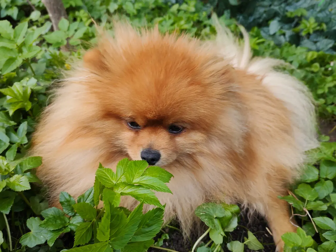 Billede 2 - Pomeranian han 