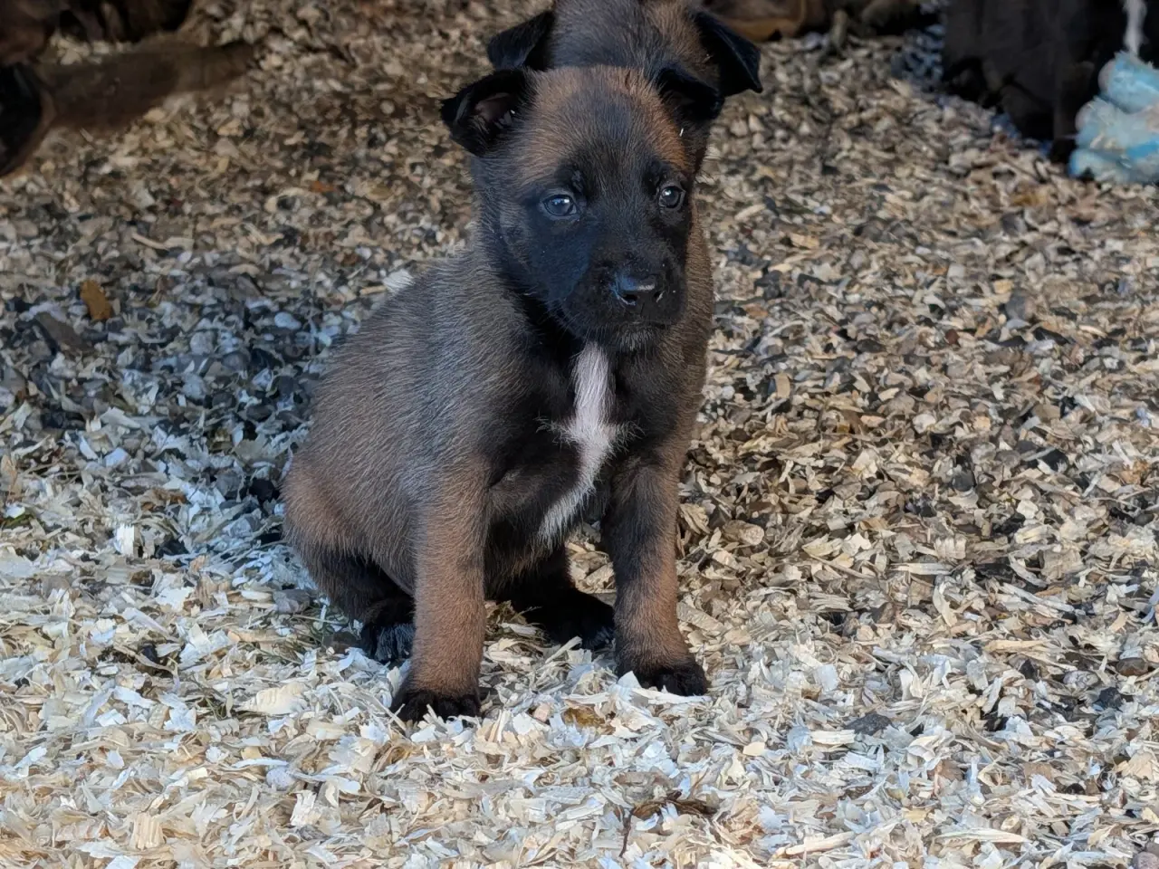 Billede 7 - 🐶 Belgisk Mallinois hvalpe 🐶