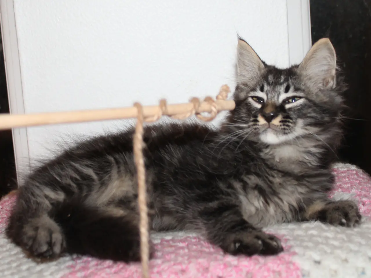 Billede 6 - 🤎 En rigtig kælepot med store poter 🌿 Maine Coon