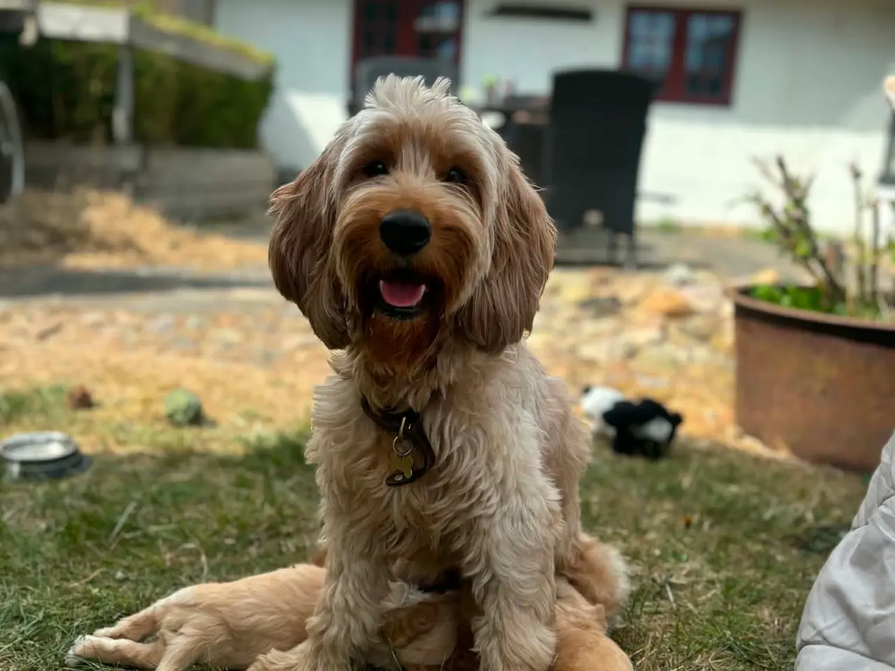 Billede 9 - Cockapoo/cockerpoo hvalpe fra stueopdræt ❤️