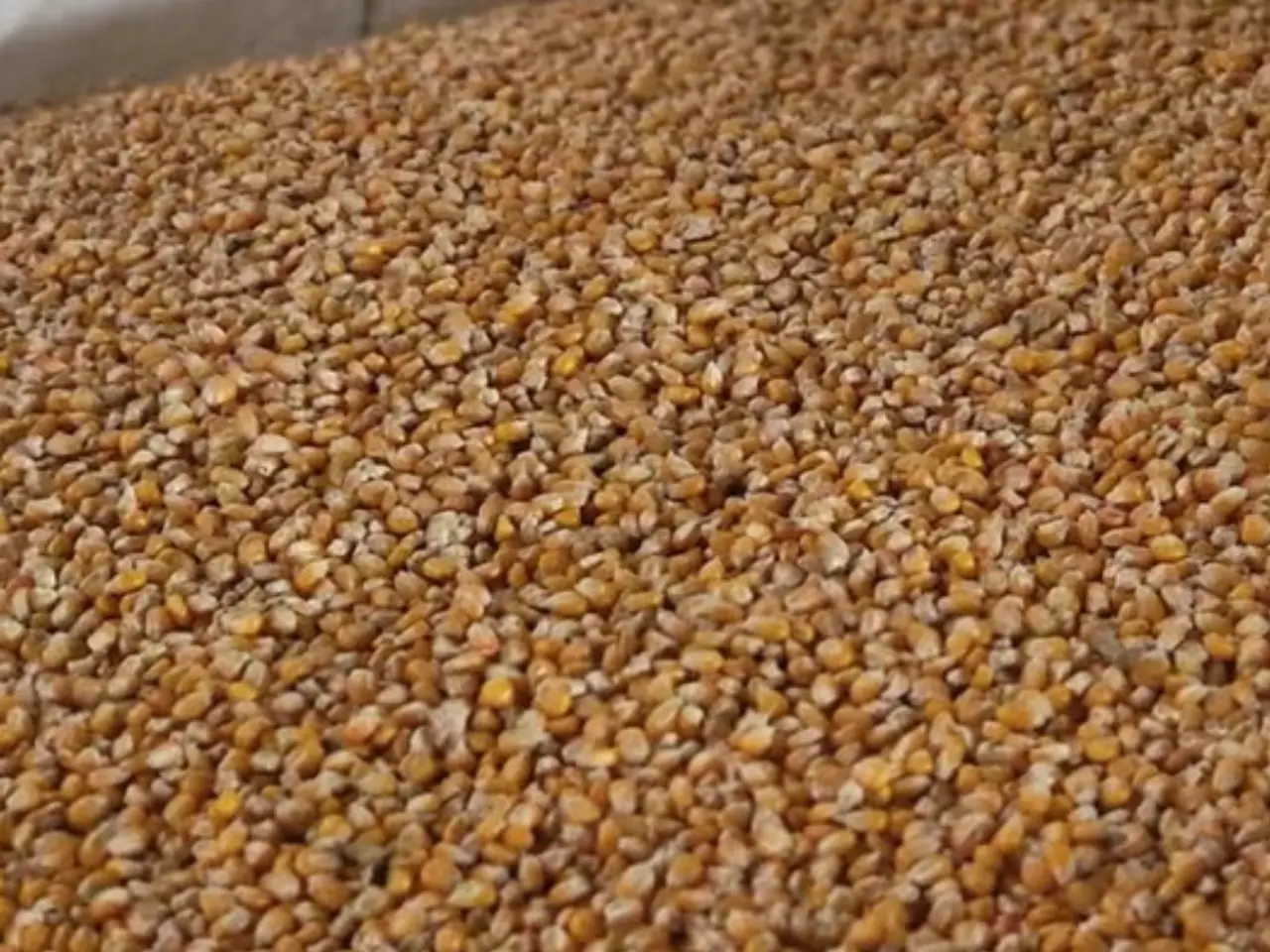 Billede 2 - ​Fodermajs i 25 kg sække (Odder / 8300)