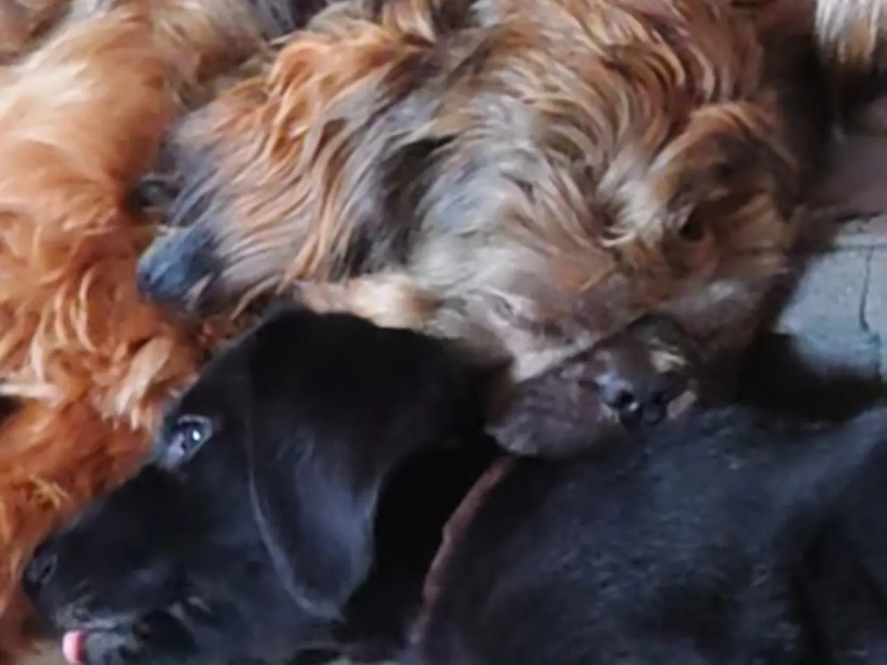 Billede 5 - Årets bedste julegave, ægte Shih Tzu