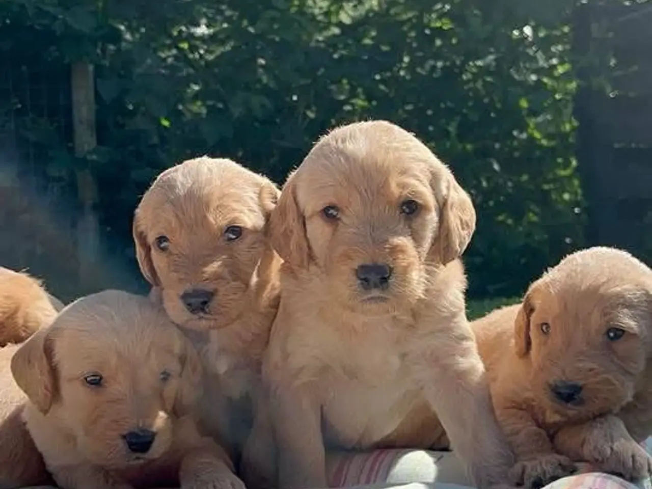 Billede 11 - Labradoodles