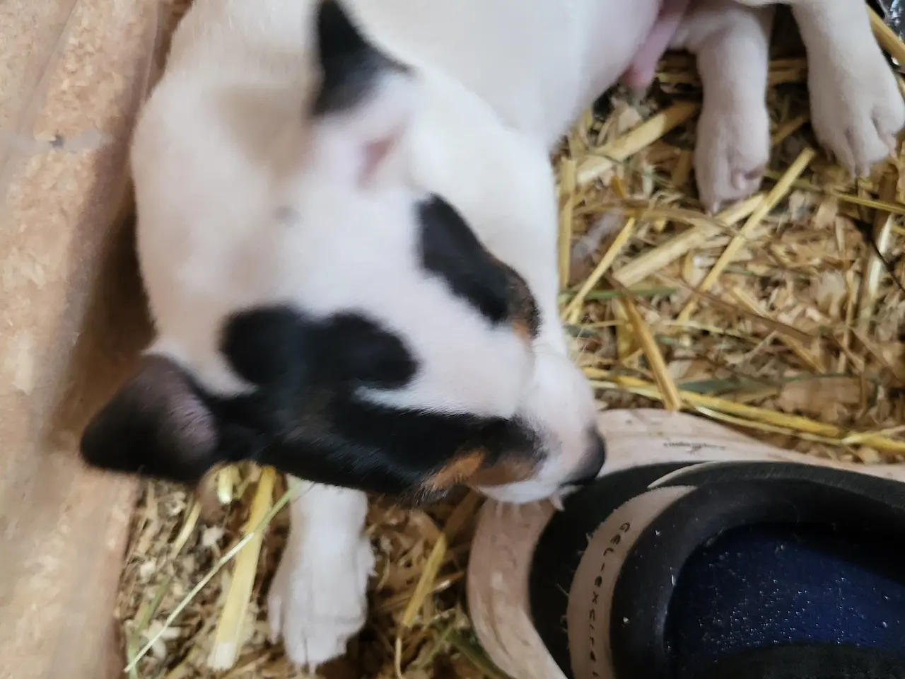 Billede 6 - Skøn Jack Russell han