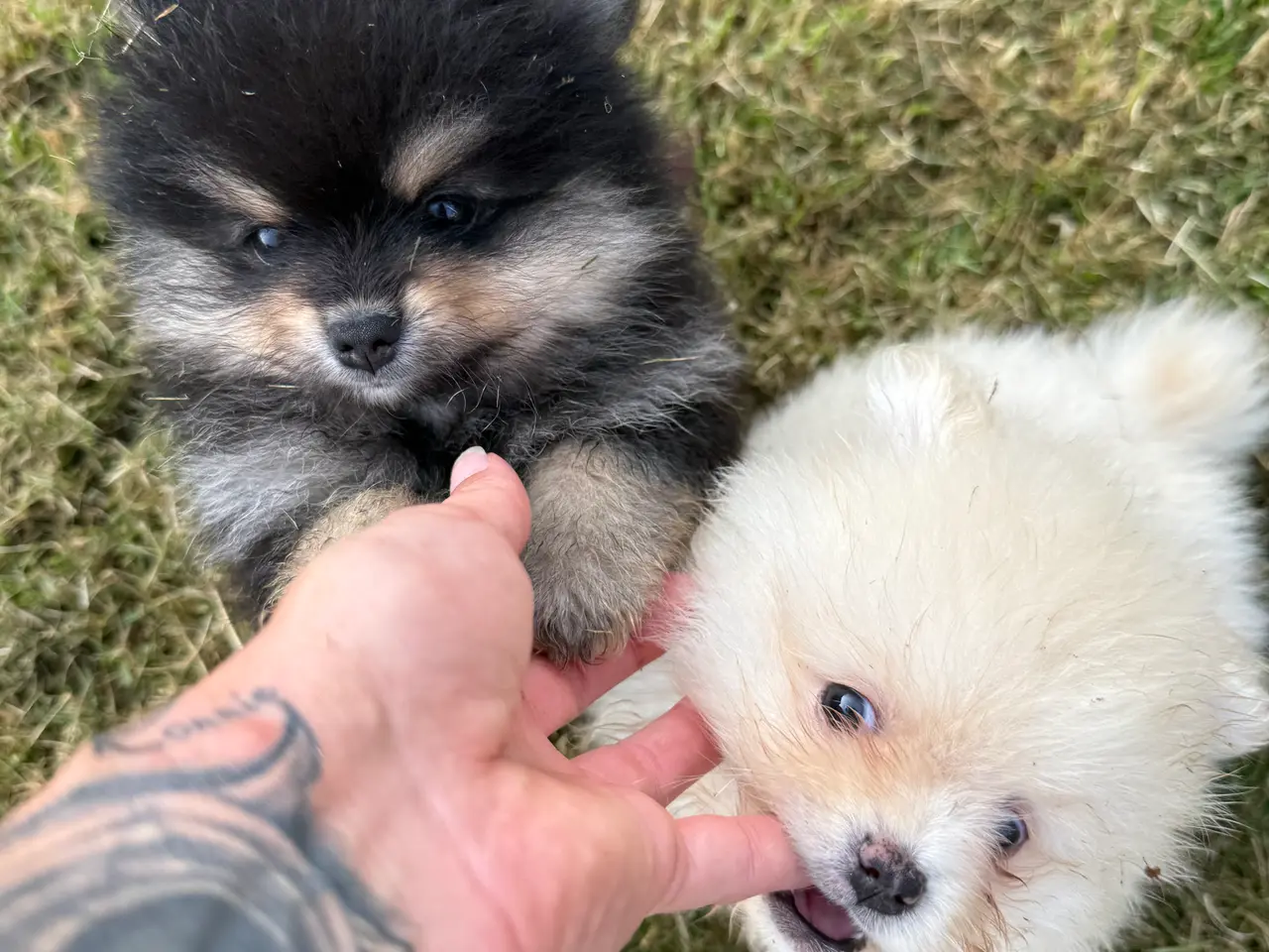 Billede 6 - Pomeranian fluffy