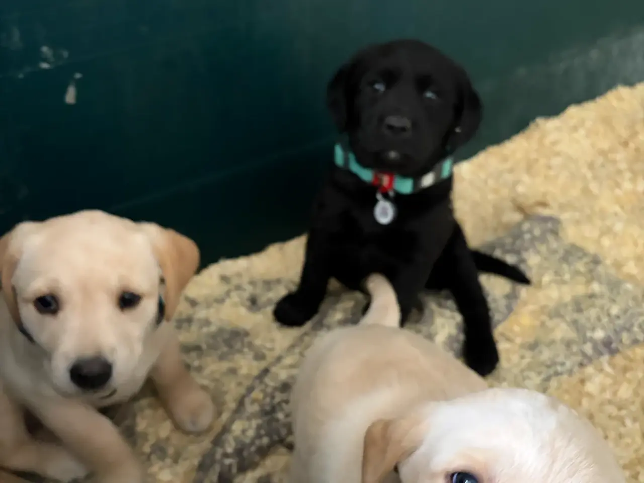 Billede 4 - Labrador Hundehvalpe 2 stk tilbage