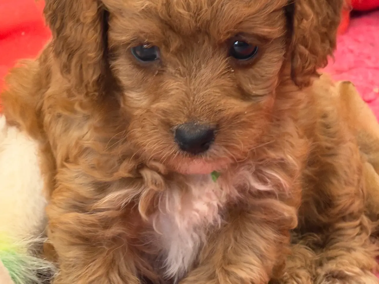 Billede 6 - 🐶☀️ Skønne Cavapoo-hvalpe søger deres kommende fa