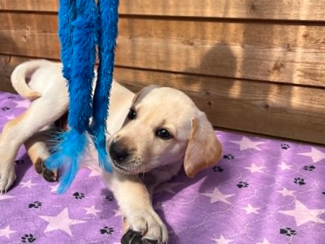 Billede 9 - 💛 Skøn gul Formel 1 Labrador han 💛