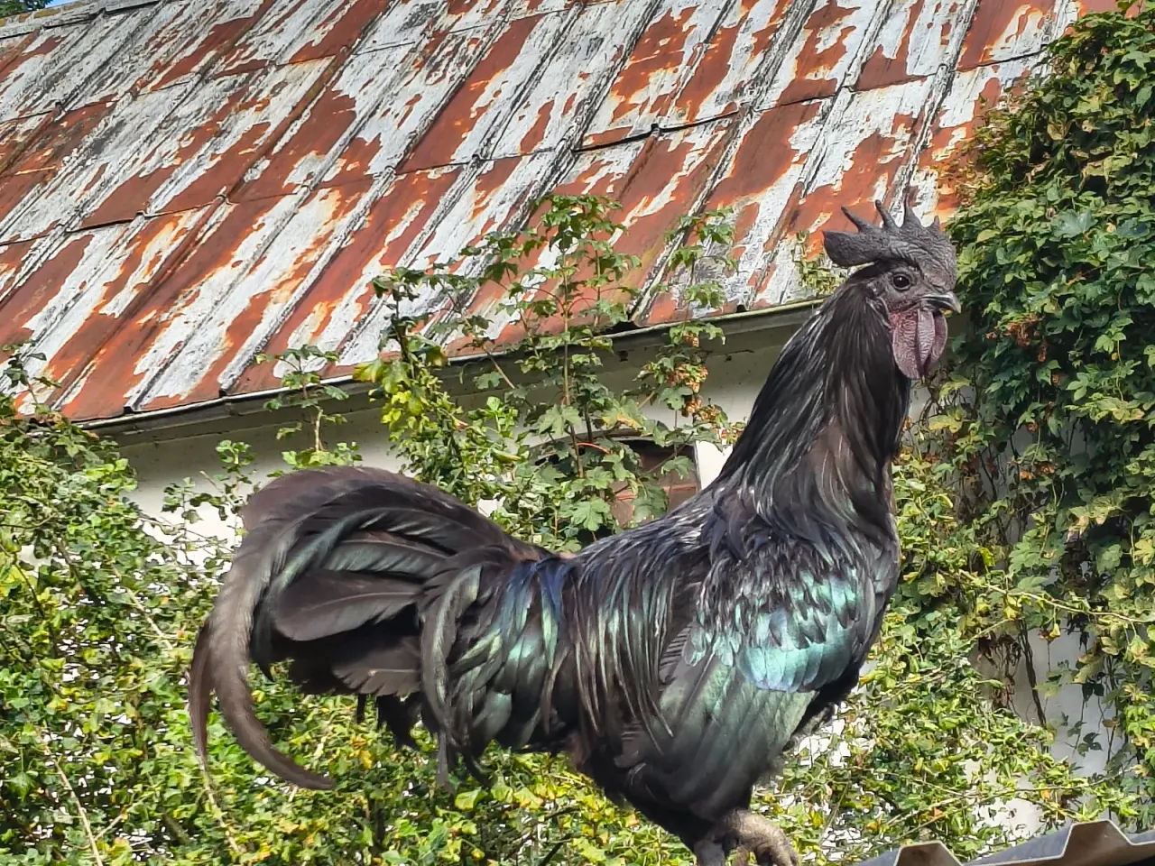 Billede 1 - Ayam Cemani hane
