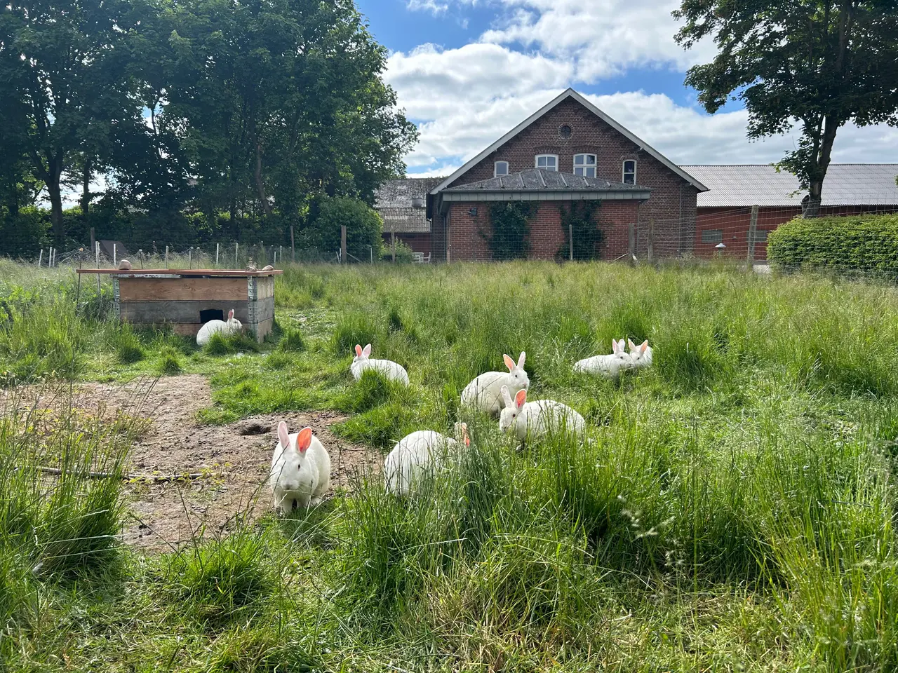 Billede 2 - Renracet hvid land kaniner