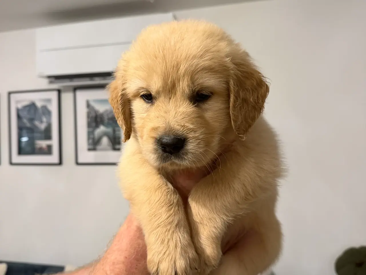 Billede 8 - Kun 3 skønne Golden Retriever hvalpe tilbage