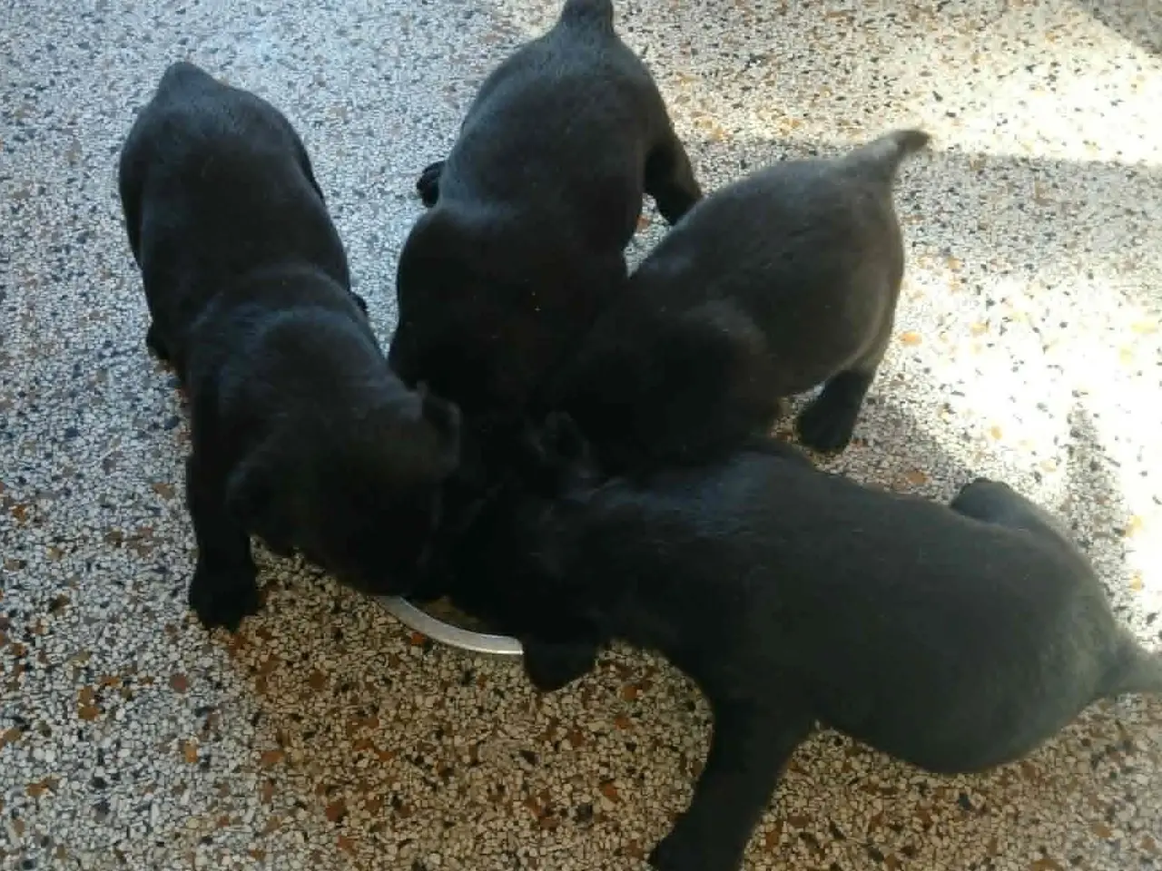 Billede 11 - Hvalpe Labrador Retriever