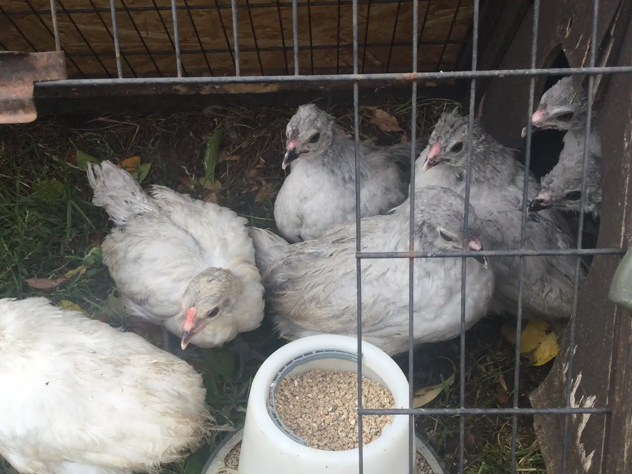 Billede 1 - Engelsk Araucana