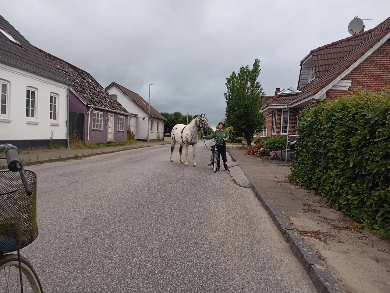 Billede 6 - Hoppe 6 år