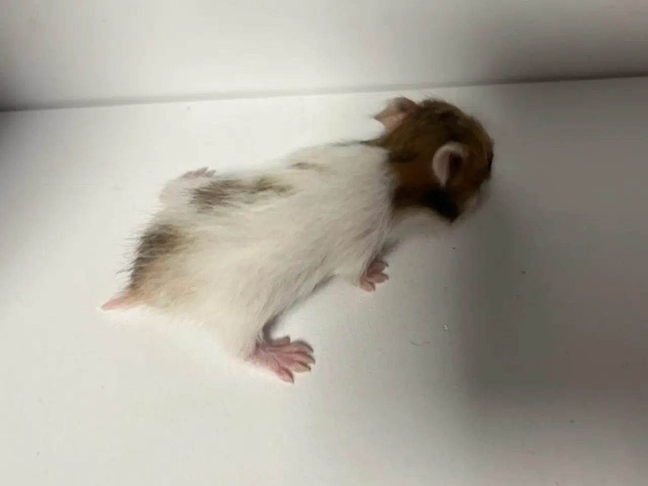 Billede 12 - Guldhamster unger