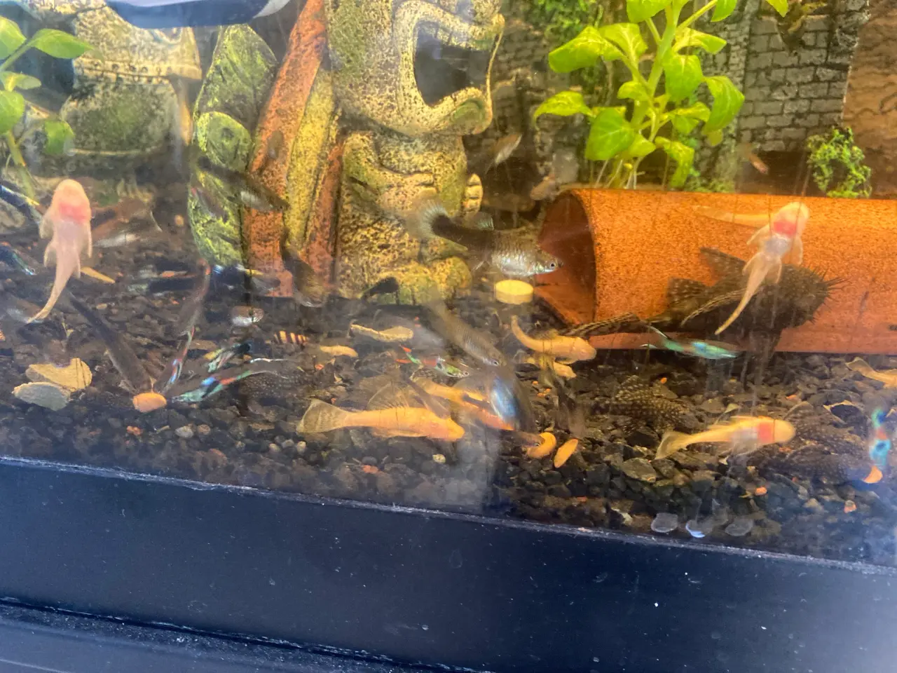 Billede 2 - Akvarie sugemaller 