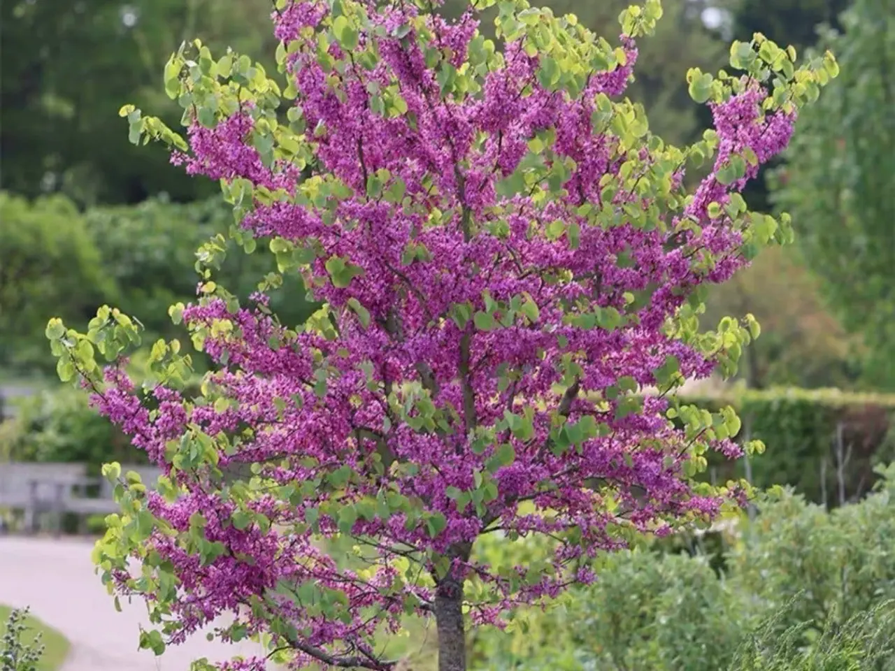 Billede 2 - Frø af eksotiske og have planter