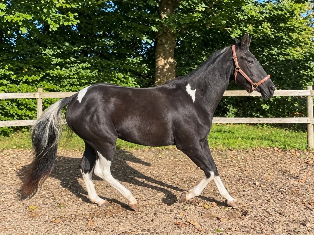 Billede 2 - American paint horse (apha) fra 2024
