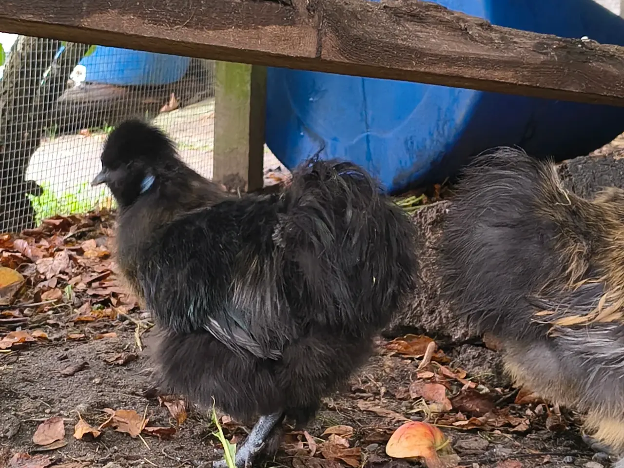 Billede 4 - Dværg Silkehane