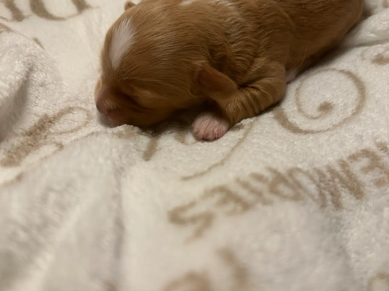 Billede 3 - 💞SKØNNE BICHON HAVANAIS HVALPE💞