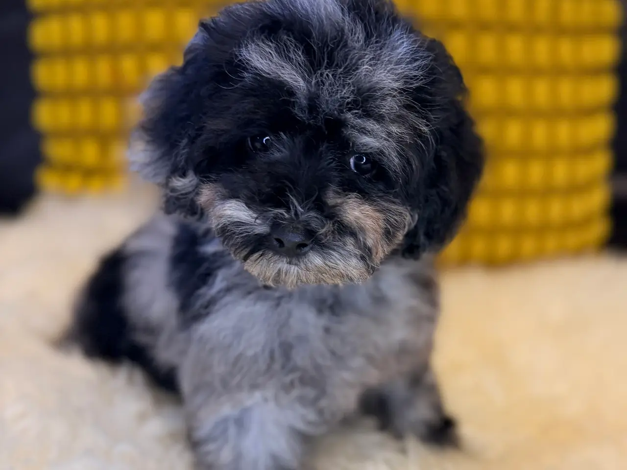 Billede 5 - Cockapoo F1B
