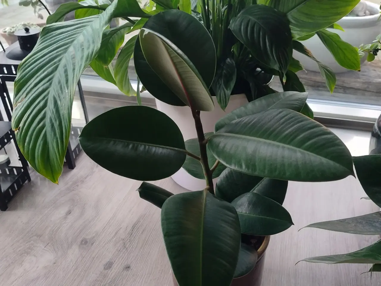 Billede 5 - 9 store stueplanter med potter 