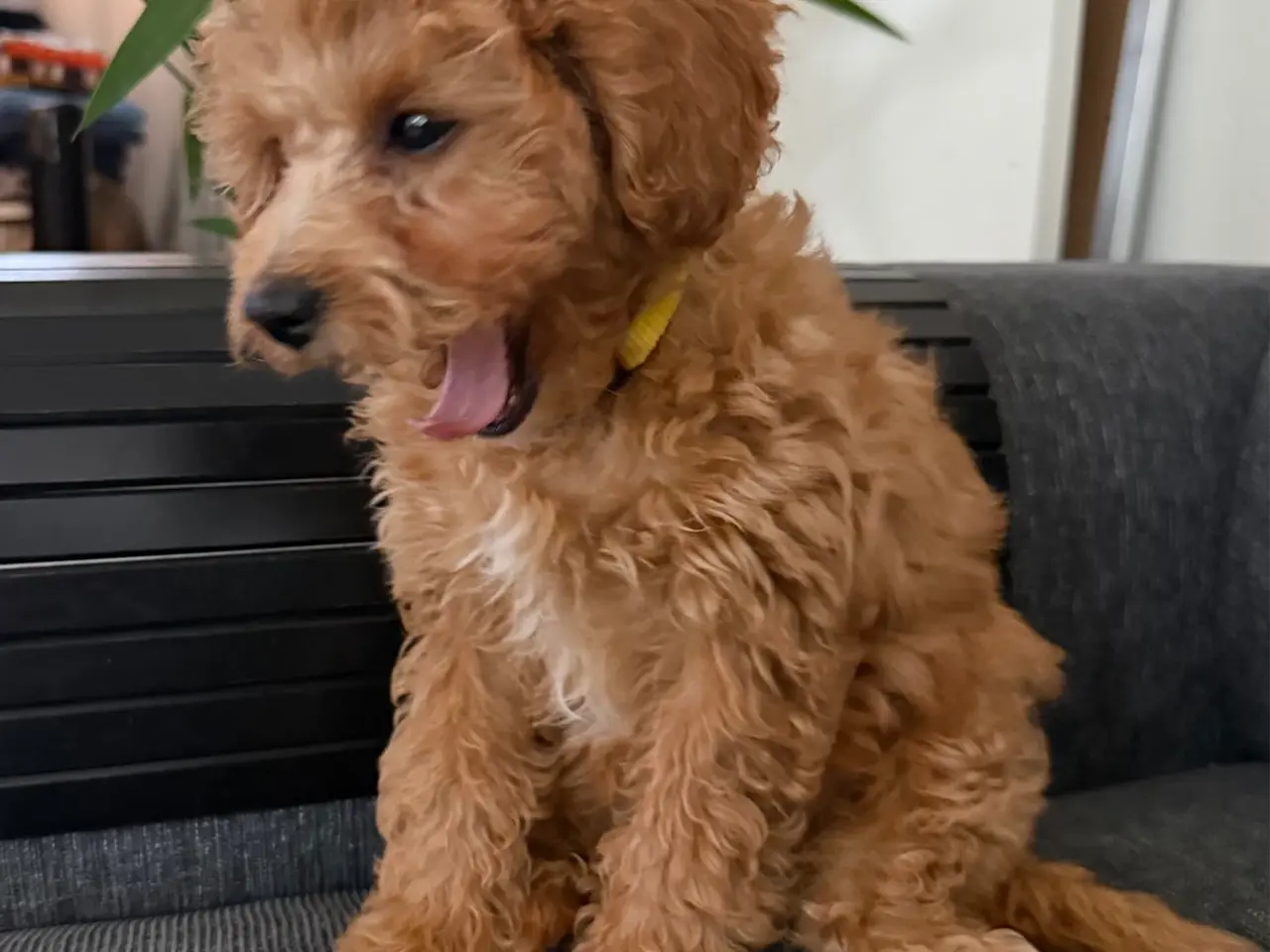 Billede 1 - Cavapoo hvalp / tæve klar til at flytte hjemmefra