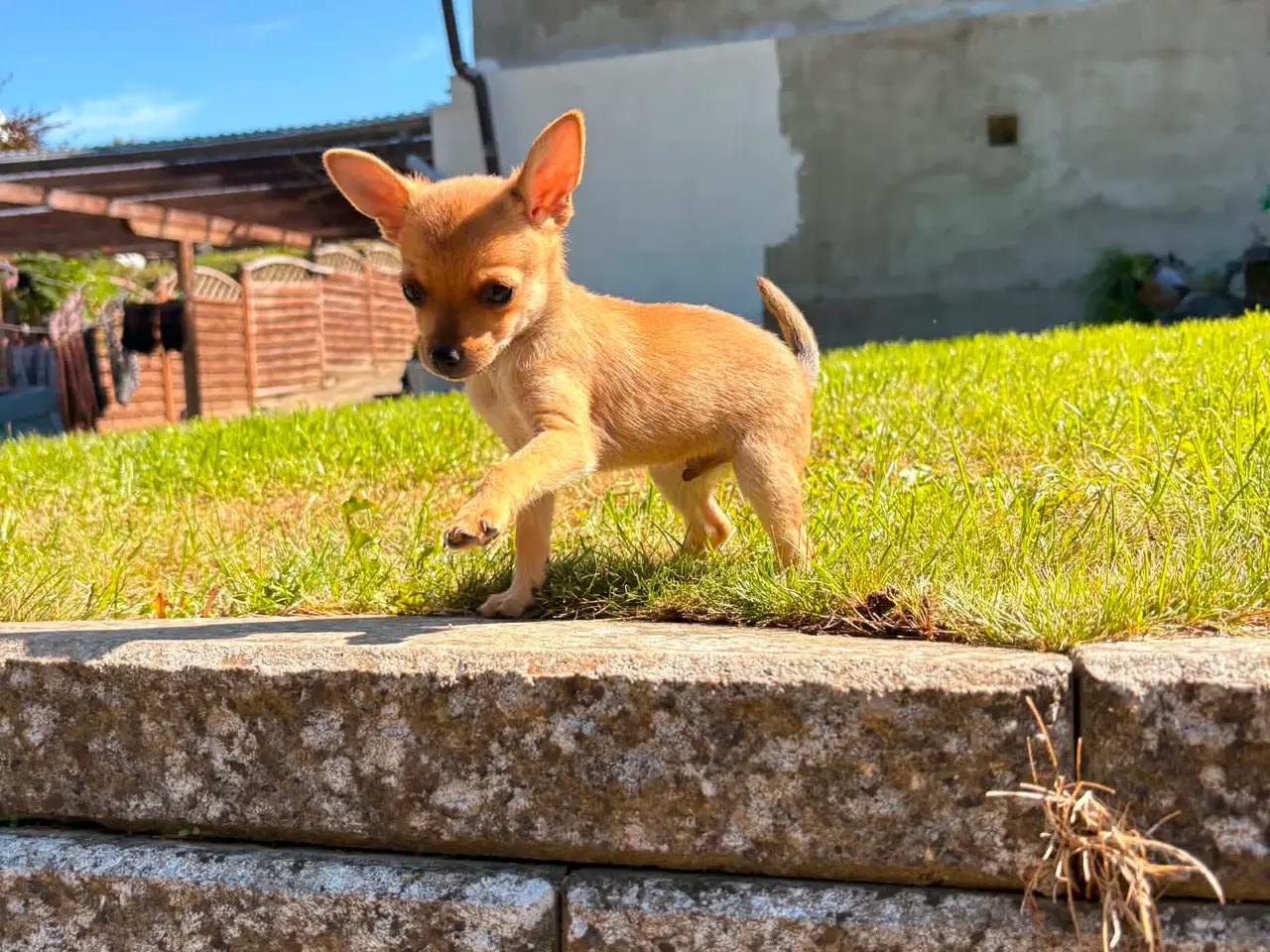 Billede 3 - Chihuahua-hvalpe